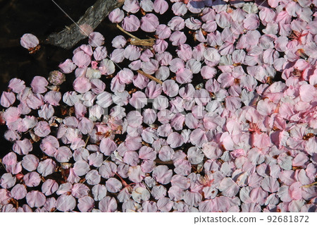 Spring scenery / "Sakura" petals covering the water surface Spring scenery / "Sakura" petals covering the water surface 92681872