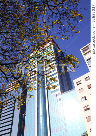 Brazilian national flower Ipe blooming in the city of São Paulo Brazilian national flower Ipe blooming in the city of São Paulo 92682037