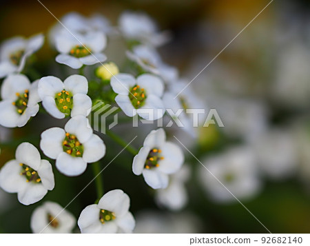 close up of white sweet alyssum flower 92682140