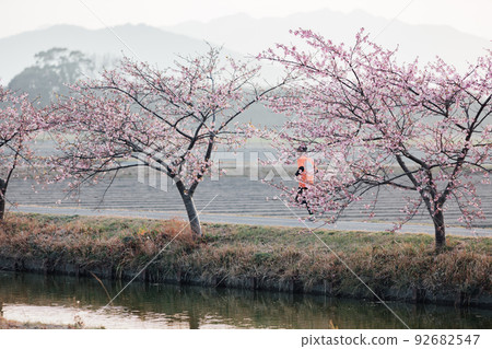 Kasamatsu Kawazu Sakura Road and people jogging along the row of cherry blossom trees 92682547