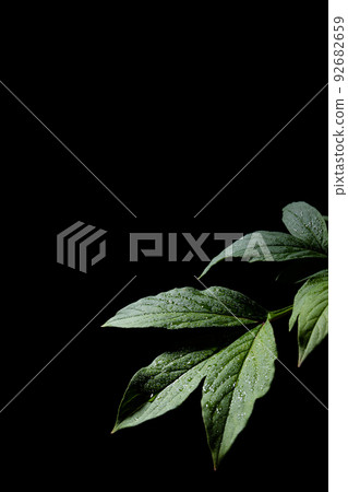 葉與水滴黑色背景 葉與水滴黑色背景 92682659