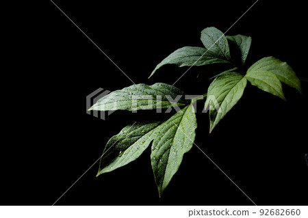 葉與水滴黑色背景 92682660