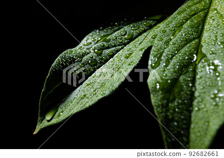 葉與水滴黑色背景 92682661