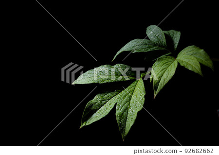 Leaf with water droplets Black background Leaf with water droplets Black background 92682662