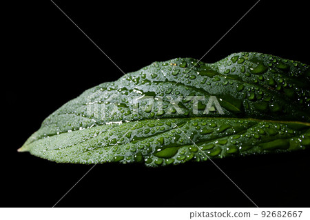 葉與水滴黑色背景 葉與水滴黑色背景 92682667