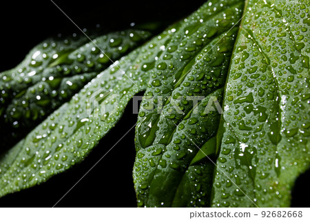 葉與水滴黑色背景 92682668
