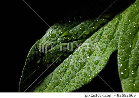葉與水滴黑色背景 92682669