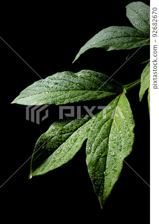 葉與水滴黑色背景 92682670