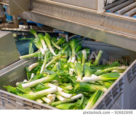 Processing of fresh leek on conveyor in factory 92682698