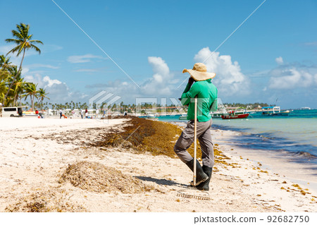 Dominican Republic Bavaro Punta cana provinces La Altagracia. Seaweed on the beach. Algae sargassum. Caribbean ecological problem. 92682750