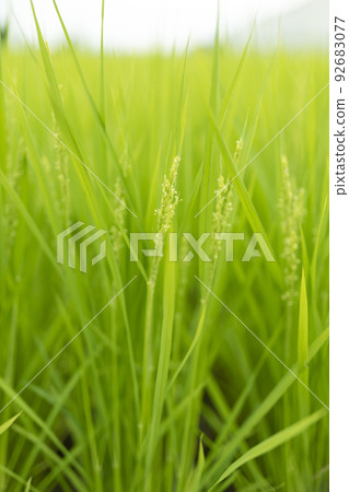 Rice flowers 92683077