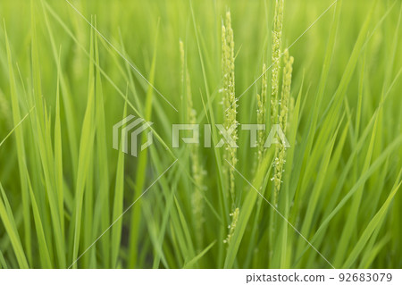 開花在米領域的花 92683079