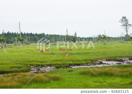Yezo deer nestling in the marsh Yezo deer nestling in the marsh 92683125