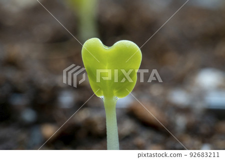 破碎種子產生的芽。 92683211