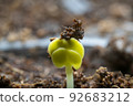 破碎種子產生的芽。 92683212