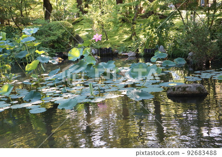 Landscape with pink petal water lily flowers and rippled water pond with leaves and garden with green moss and green trees Landscape with pink petal water lily flowers and rippled water pond with leaves and garden with green moss and green trees 92683488