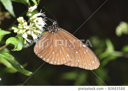 Beautiful blue monarch butterfly sucking nectar on a flower 92683588