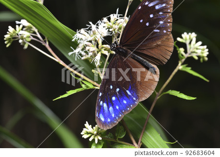 美麗的青斑蝶在花卉上吸食花蜜 美麗的青斑蝶在花卉上吸食花蜜 92683604