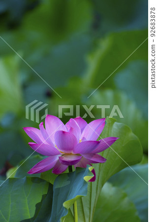 蓮花粉紅色優雅美麗 蓮花粉紅色優雅美麗 92683878