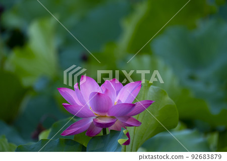 蓮花粉紅色優雅美麗 蓮花粉紅色優雅美麗 92683879