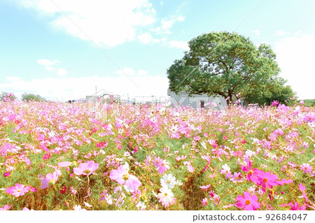 盛開的五顏六色的波斯菊和清新的藍天 92684047