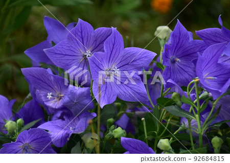 花桔梗開花 花桔梗開花 92684815