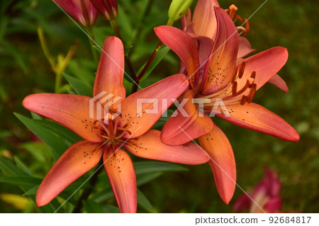 花百合花 花百合花 92684817