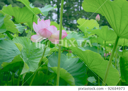盛開的蓮花 盛開的蓮花 92684973