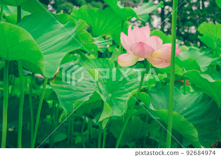 盛開的蓮花 92684974