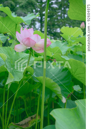 盛開的蓮花 盛開的蓮花 92684975