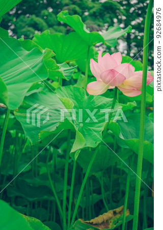 盛開的蓮花 盛開的蓮花 92684976