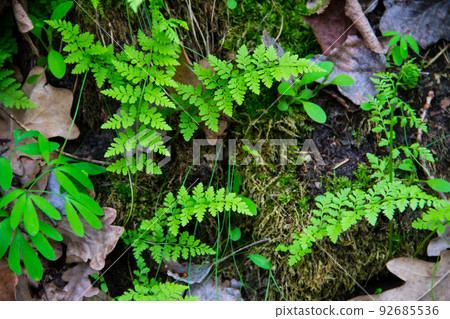 Fern in forest Fern in forest 92685536