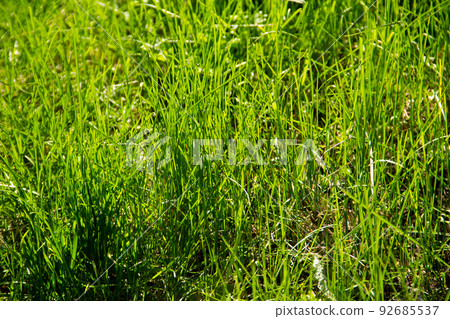 Green grass background Green grass background 92685537