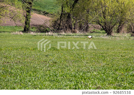White Stork (Ciconia ciconia) walks on green meadow White Stork (Ciconia ciconia) walks on green meadow 92685538