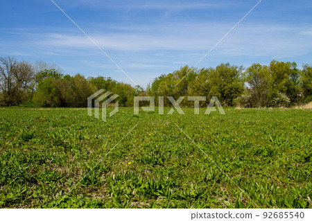 Spring landscape with green meadow and trees Spring landscape with green meadow and trees 92685540