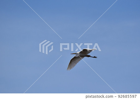 Great egret in winter flying in the blue sky 92685597