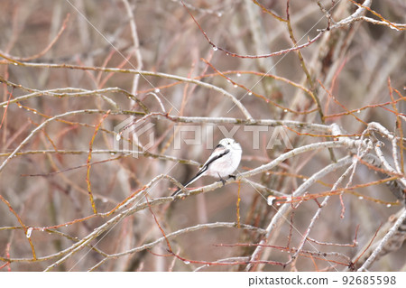 Winter long-tailed long-tailed perching on a dead branch 92685598