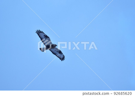 犀牛鷹在天空中展翅 92685620
