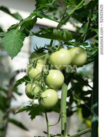 Fresh vine of raw tomatoes with leaves on the tree. 92685626