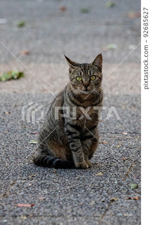 EOS5D. A cute Edion cat in Hiroshima city. 92685627