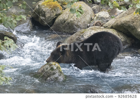 探索河床的棕熊 92685628