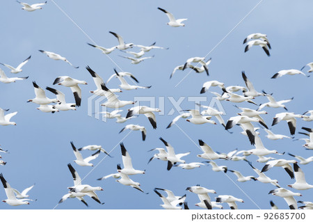 Flock of Hakugan 92685700