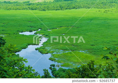 Kushiro Marsh and Red-crowned cranes in summer 92685737