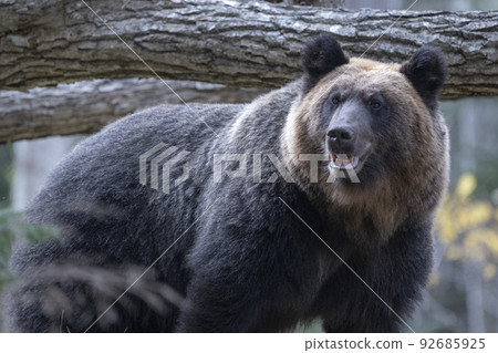 A big brown bear in front of a fallen tree A big brown bear in front of a fallen tree 92685925