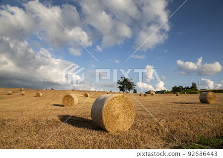 land of wheat rolls land of wheat rolls 92686443