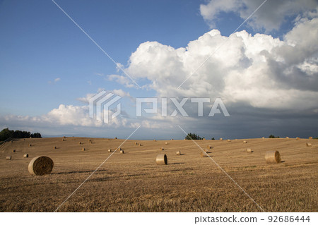 land of wheat rolls 92686444