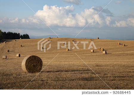 land of wheat rolls 92686445