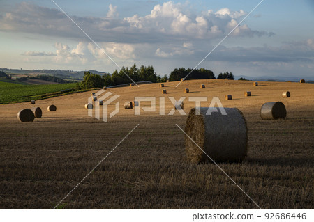 land of wheat rolls land of wheat rolls 92686446