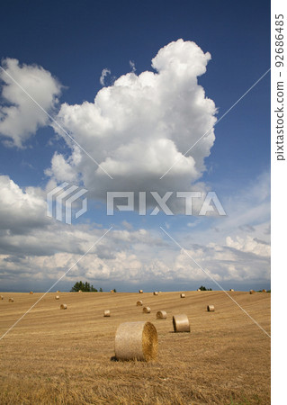 land of wheat rolls land of wheat rolls 92686485