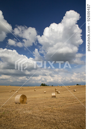 land of wheat rolls 92686487